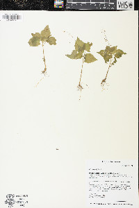 Circaea alpina image