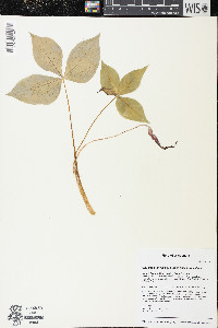 Arisaema triphyllum subsp. triphyllum image