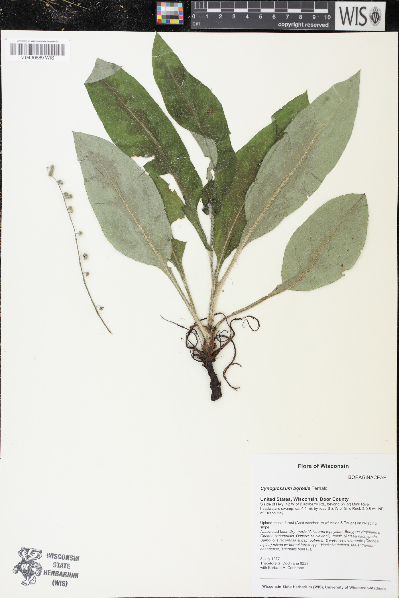 Cynoglossum boreale image