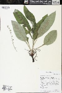 Cynoglossum boreale image