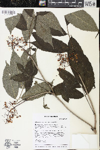 Sambucus racemosa subsp. racemosa image