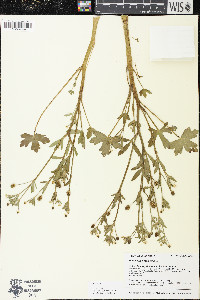 Ranunculus sceleratus image