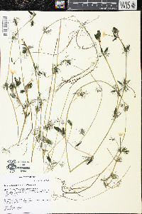 Ranunculus aquatilis var. diffusus image