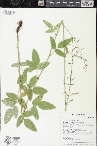 Desmodium illinoense image