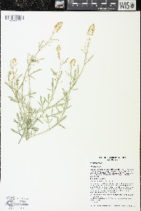 Reseda lutea image