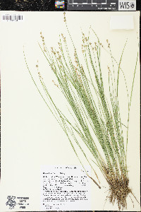 Carex interior image