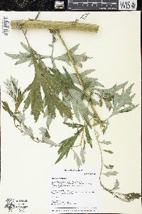 Artemisia vulgaris image