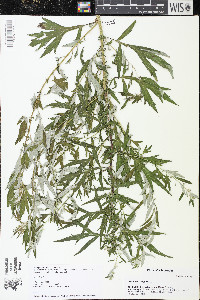 Artemisia vulgaris image