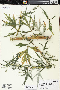 Artemisia vulgaris image