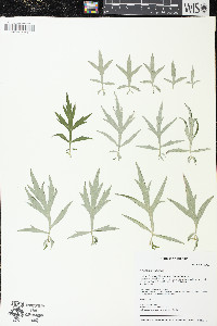 Artemisia vulgaris image