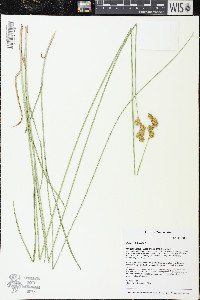 Carex bicknellii image