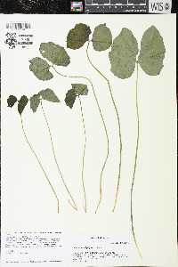 Jeffersonia diphylla image