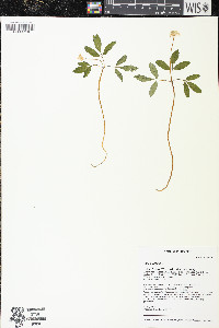 Panax trifolius image