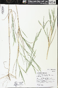 Muhlenbergia glomerata image