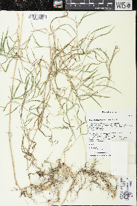 Muhlenbergia frondosa image