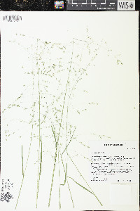 Poa alsodes image