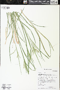 Carex prasina image