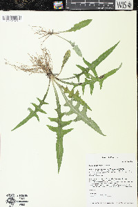 Lactuca tatarica var. pulchella image