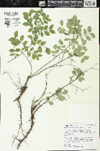 Symphoricarpos albus image