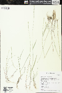 Lolium perenne var. perenne image