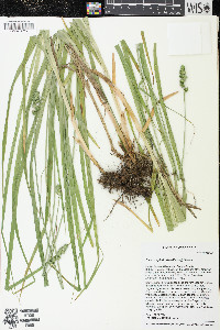 Carex cephaloidea image