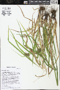 Carex grayi image