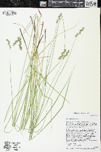 Carex projecta image