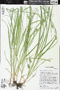 Carex cephaloidea image