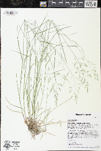 Poa nemoralis image