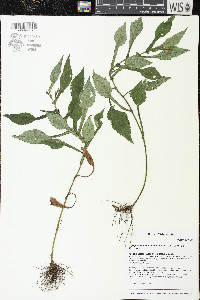 Symphyotrichum prenanthoides image