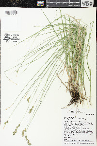 Carex echinodes image