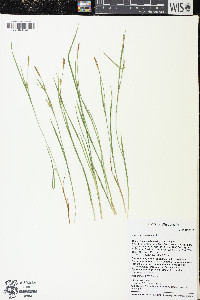 Carex conoidea image