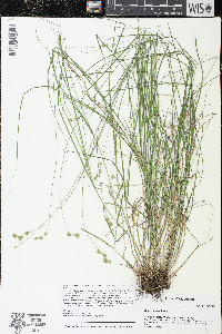 Carex tenera image