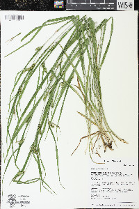 Carex grisea image