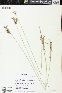 Juncus interior image