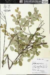 Betula pumila image