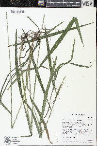 Bromus pubescens image