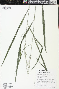 Bromus pubescens image