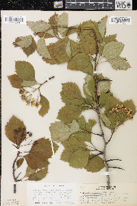 Byrsonima crassifolia image