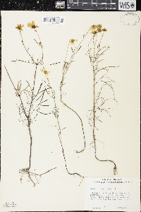 Bidens trichosperma image