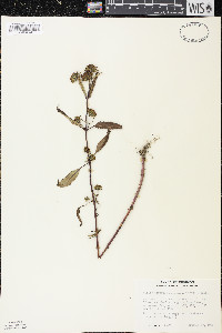 Bidens connata image