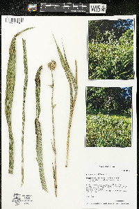 Eryngium yuccifolium image