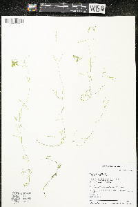 Callitriche palustris image