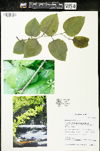 Smilax tamnoides image