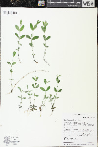 Moehringia lateriflora image