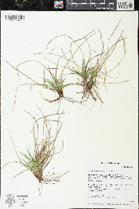 Carex umbellata image