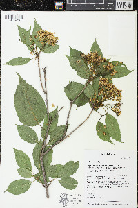 Viburnum lentago image