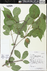 Viburnum lentago image