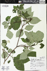 Cornus alternifolia image