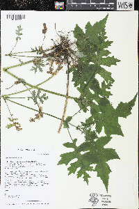 Polymnia canadensis image